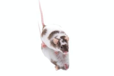 Mice Pass an Intelligence Test Reserved for Human Development
