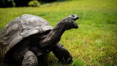 World's oldest tortoise still randy at 191 years old