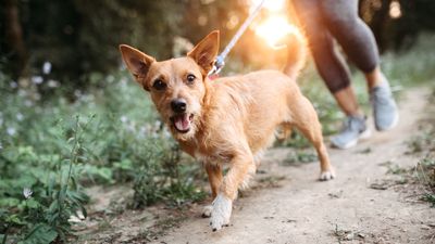 Trainer reveals the secret to mastering loose leash walking with your dog — and it’s just three steps