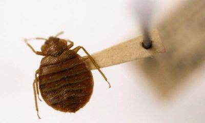 Police in Greece investigate after tourists targeted in bedbug hoax