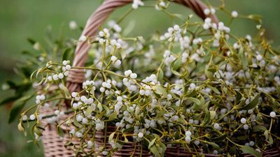 How to care for mistletoe indoors – and other top tips for using this fabulously festive plant