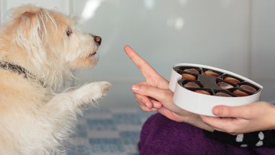 Trainer reveals four things you must tell your vet if your dog eats chocolate this holiday season