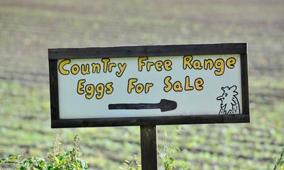 Want to buy a pygmy goat? I know just the place