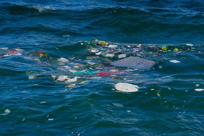 Plastic pollution turns off animals