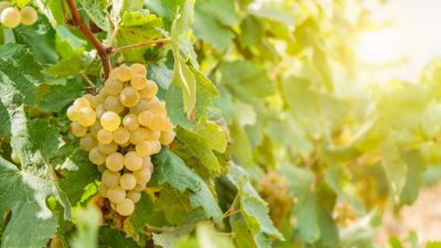 How to grow grapes – for healthy vines and great harvests