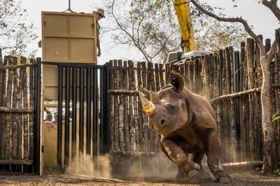 VIP passengers: the five black rhinos flown 2,700 miles on a mission to repopulate Chad