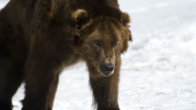 Half-asleep bears are wandering around Siberia because it's too hot to hibernate