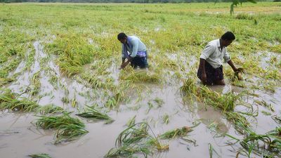 Cyclone Michaung brings tears to paddy farmers in Bapatla district