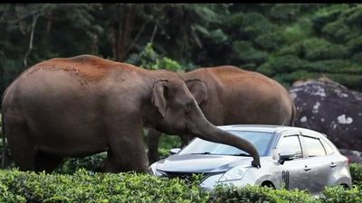 Wild tusker Padayappa enters habitations in Munnar again