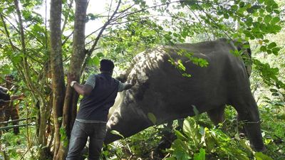 Treatment begins for injured tusker at Wayanad Wildlife Sanctuary