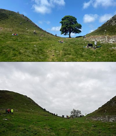 'Signs of life': Sycamore Gap tree will live on, experts say