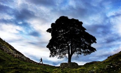 Cuttings from felled Sycamore Gap tree showing signs of growth, says National Trust