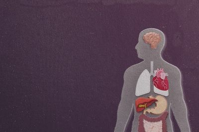 New Aging "Clock" Might Reveal Which Organs Are Declining The Fastest