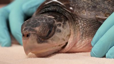 52 sea turtles experiencing 'cold stun' in New England flown to rehab in Florida