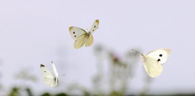 A great year to be a cabbage white butterfly: why are there so many and how can you protect your crops?