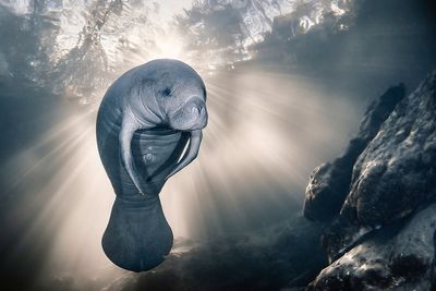 The 2023 Ocean Photography Awards Announced Their Breathtaking Winning Images (28 Pics)