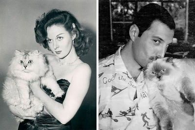 40 Vintage Photos Of Cats Posing With Famous People And Interesting Personalities (New Pics)