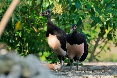 Indonesian maleo conservation faced setbacks due to development and plans for a new capital city