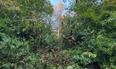 Country diary: The gun-fire crack of a tree trunk breaking