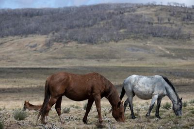 Aerial shooting of feral horses in Kosciuszko national park begins