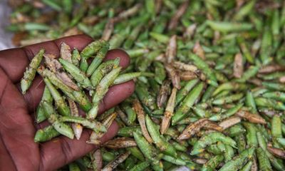 Where have all the grasshoppers gone?: Uganda’s insect traders struggle to find protein-rich bugs