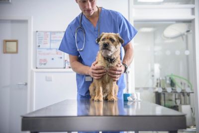 A mystery dog illness is surging - here are symptoms to watch for and when to call the vet