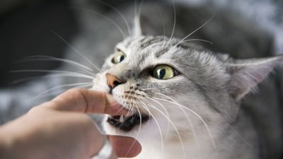 Expert explains why your cat could be biting you — and it really surprised us!