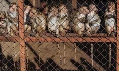 $20,000 monkeys: inside the booming illicit trade for lab animals