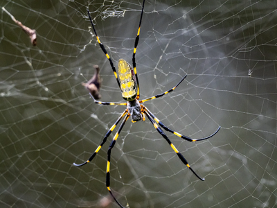 Giant spiders could soon be parachuting into New York