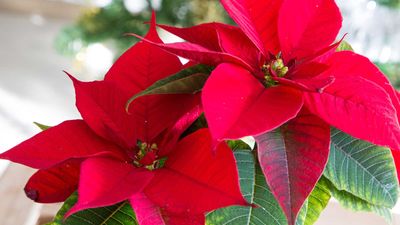When should I put my poinsettia in the dark to rebloom for Christmas? Experts share timing tips