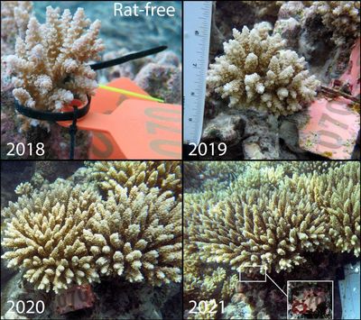 ‌New Study By Lancaster University Reveals The Crucial Role Of Seabird Droppings In Coral Recovery