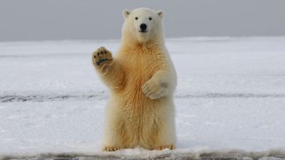 High-Tech DNA Analysis Offers Non-Invasive Solution For Polar Bear Conservation