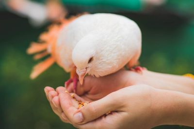 Feeding Birds: Good For The Soul And Human Well-Being, Says Study