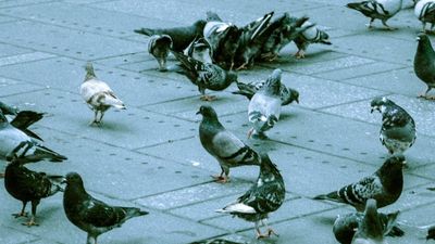 Artificial Lights In Cities Lure Birds To Their Death, Study Finds