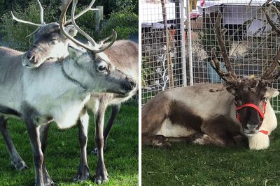 Reindeer Found On Suffolk’s A-Road After Running Away From ‘Santa’s Grotto’ Attraction