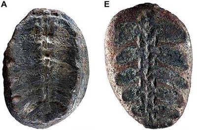 Plant fossils turn out to be turtles in ‘unusual misidentification’