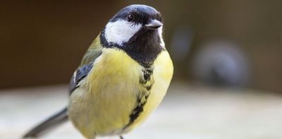 How bird feeders help small species fight infection