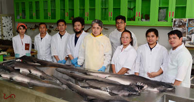 Megamouth shark mystery solved as pregnant animal washes up on beach