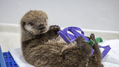 Shedd Aquarium welcomes orphaned 8-week-old sea otter pup