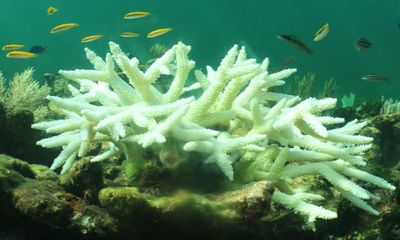 ‘Unprecedented mass coral bleaching’ expected in 2024, says expert