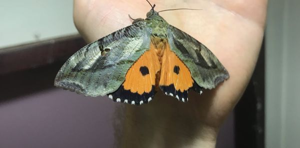 A great year to be a cabbage white butterfly: why are there so many and how  can you protect your crops?