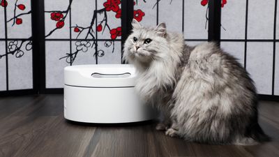 This smart wet food dispenser keeps my cat's dinner chilled – and me too