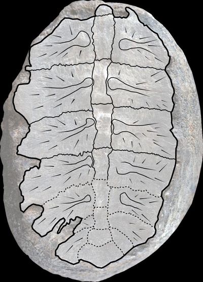 Misidentified Fossil Reveals Baby Turtle, Dubbed ‘Turtwig’, Discovered In Colombia