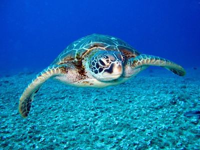 Global Warming Shifts Green Turtle Nesting To Mediterranean Tourist Hotspots