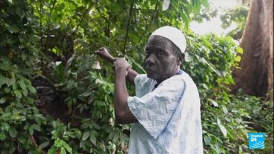 The felling of the spirits: Benin's shrinking voodoo forests