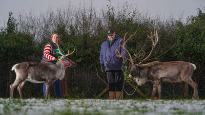 Loneliest Reindeer No Longer Lonely For Christmas