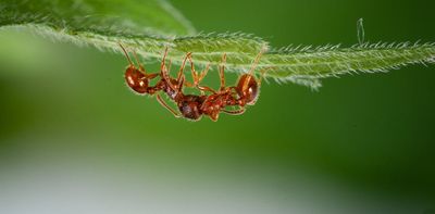 Fire ants are on the march. Here's what happens when they sting