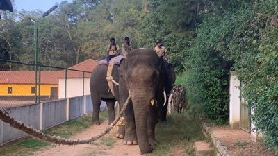 No quick fix for man-elephant conflict