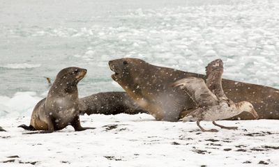 Mass deaths of elephant seals recorded as bird flu sweeps across the Antarctic