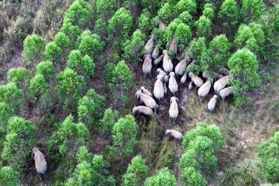 Elephants raid local farms